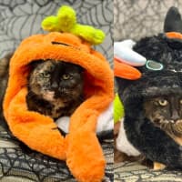 Photo of Ember And Rain