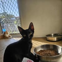 Photo of Meowthew