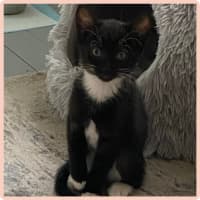 Photo of Penguin