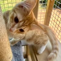 Photo of Tilly Torrens