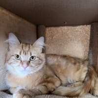 Photo of Gingerbread