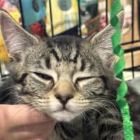 Photo of Emerald  On Display At Vets On Parker, Templestowe