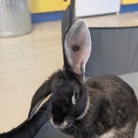 Photo of Willow