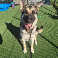 Photo of Zelda Imp 1637