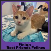 Photo of Finian 