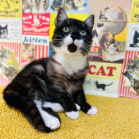 Photo of Henson   Located In Preston