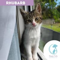 Photo of Rhubarb