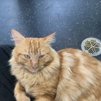 Photo of Comet
