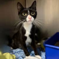 Photo of Nyx