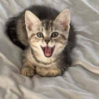 Photo of Maxi Meet Me@Petstock Keysborough Store