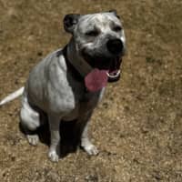 Photo of Billie (68128)