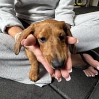 Photo of Poppy Puppy