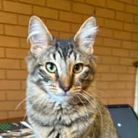 Photo of Heather *9 Lives Project Rescue*