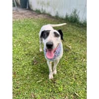 Photo of Bella *$150 Adoption Fee*