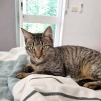 Photo of Buddy (Stripes) 