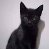 Photo of Nyx Meet Me@Petstock Hastings Store