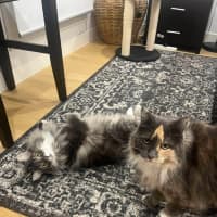 Photo of Teddy & Honk Honk   In Foster Care In Coburg