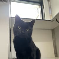 Photo of Midnight