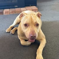 Photo of Topaz   7 Year Old Staffy