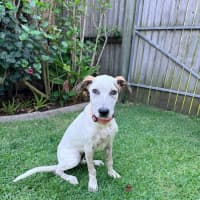 Photo of Brandy