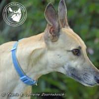 Photo of Marmalade (Harra's Marmalade)