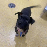 Photo of Nova