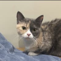 Photo of Hazel