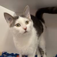 Photo of Pepper