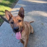 Photo of Archie