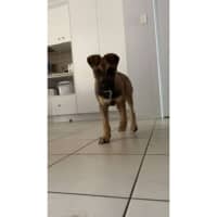 Photo of Joey *$350 Adoption Fee*