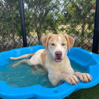 Photo of Gromit Imp 1418