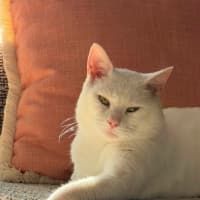 Photo of Puffin