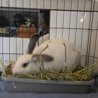 Photo of Casper