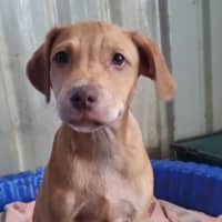 Photo of Tip (Tippy)