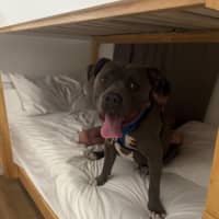 Photo of Bear
