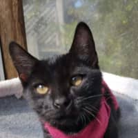 Photo of Shadow