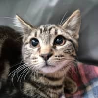 Photo of Zain ** 2nd Chance Cat Rescue**