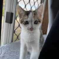 Photo of Coco   Hyacinth 