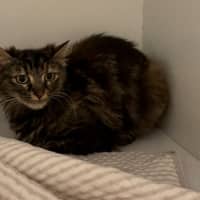 Photo of Tilly