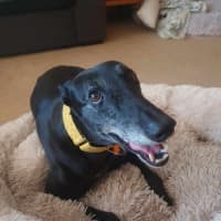 Photo of Yoko, The Greyhound