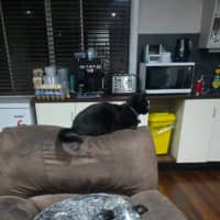 Photo of Speckles