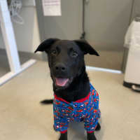 Photo of 🛴 Enzo 5574 🛴