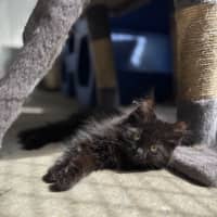 Photo of Piper