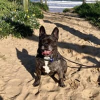 Photo of Buddy   6 Year Old Pug X French Bulldog