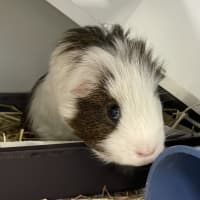 Photo of Oreo