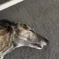 Photo of Frankie, The Greyhound