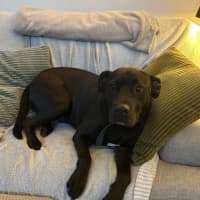 Photo of Cosmo