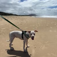 Photo of Lily