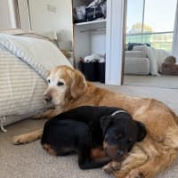 Photo of Enzo (Was Baloo)