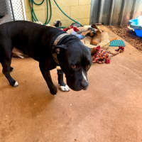 Photo of Oodie (Muggsy)